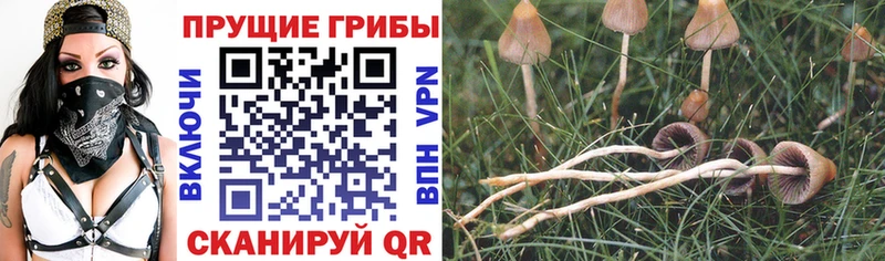 Галлюциногенные грибы Cubensis  Кириллов 